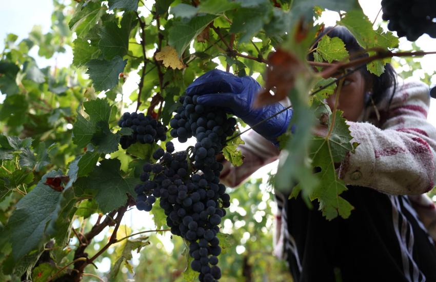 Евродепутатите подкрепиха ново законодателство за подкрепа за европейските винопроизводители 